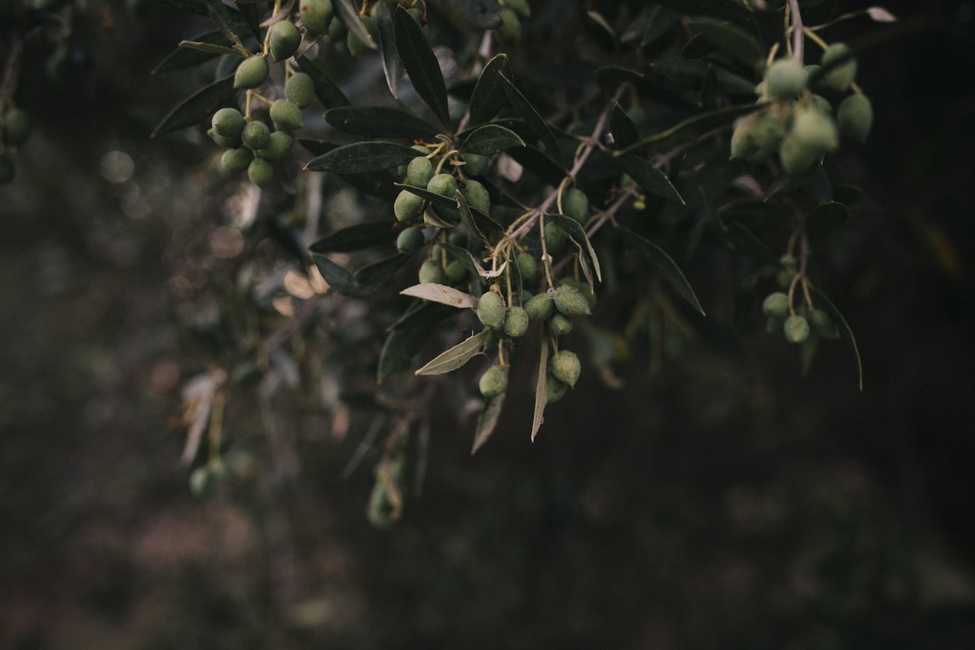 Olive branch with green olives